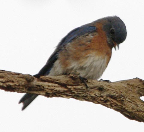 Eastern bluebird