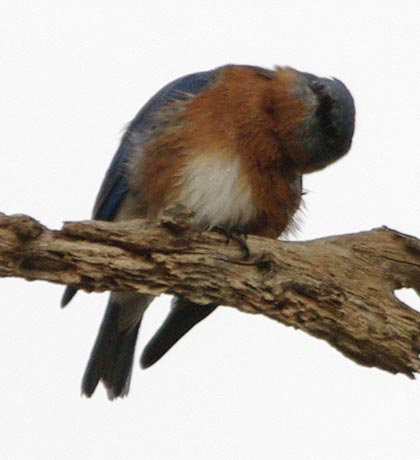 Eastern bluebird