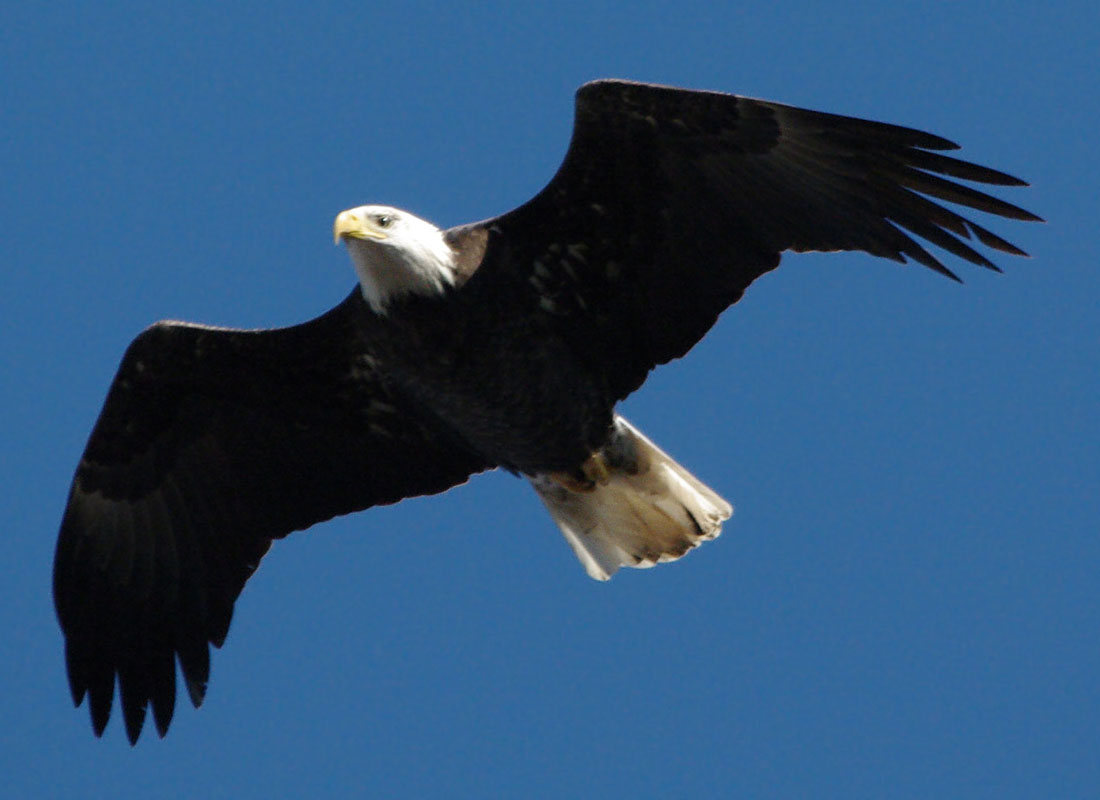 Bald eagle at closest point