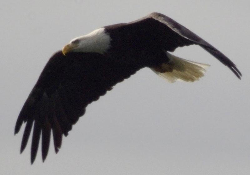 Adult bald eagle