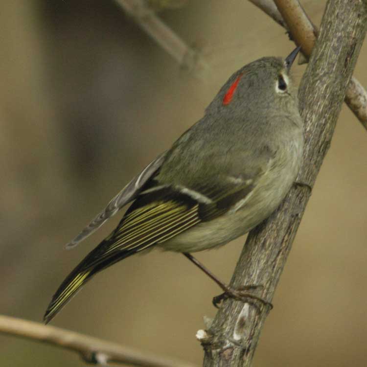 Ruby-crowned kinglet with ruby crown