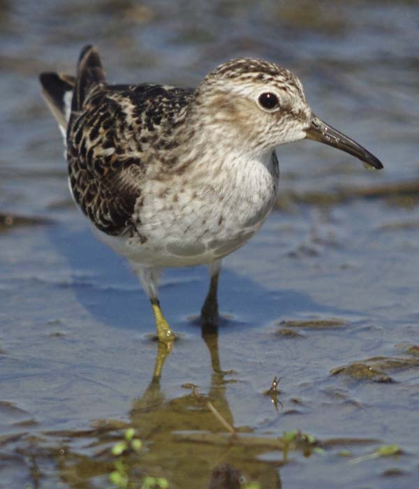 Least sandpiper approaching