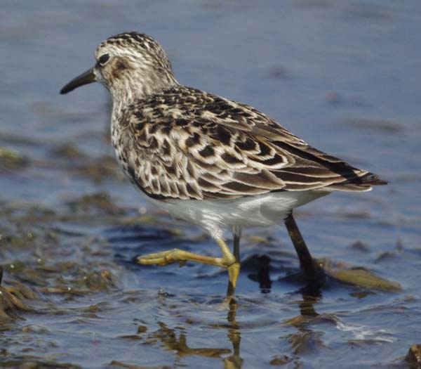 Least sandpiper walking