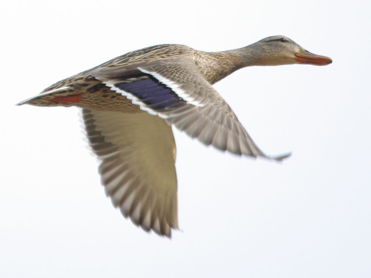 Female mallard flying