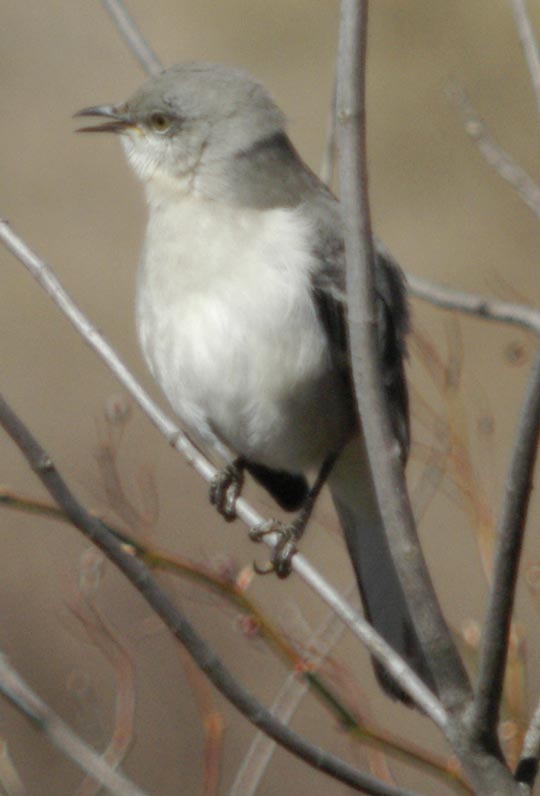 Northern mockingbird singing
