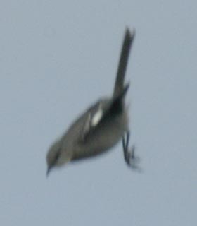 Northern mockingbird launch