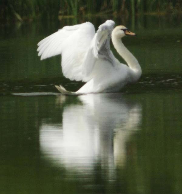Mute swan reflection