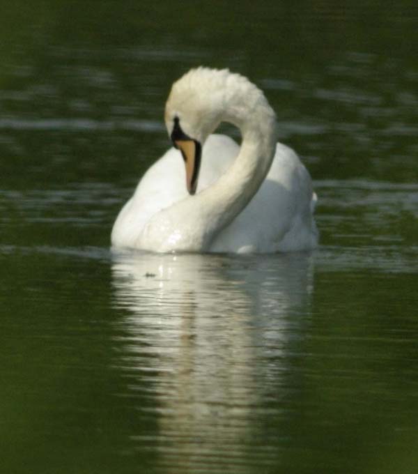 Mute swan and reflection
