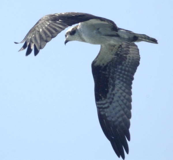 Male osprey in flight