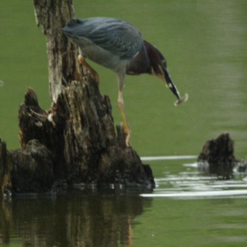 Green heron with catch