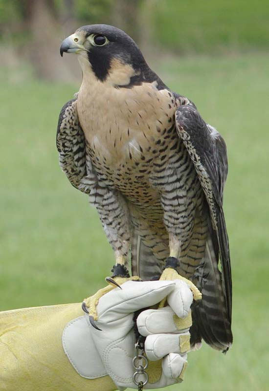 Isis the peregrine falcon