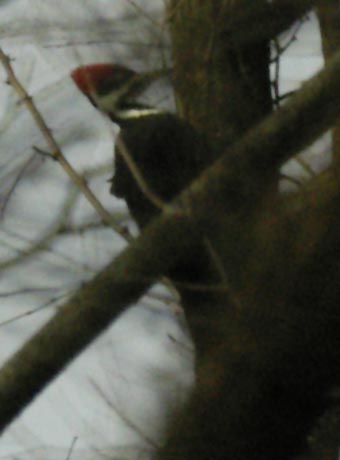 Pileated woodpecker through forest