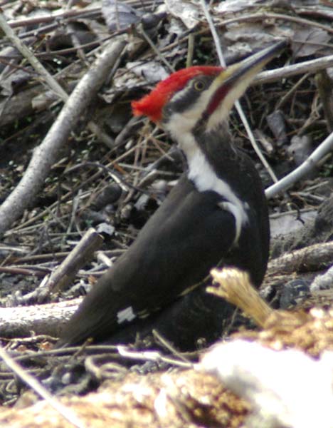 Pileated woodpecker on the ground