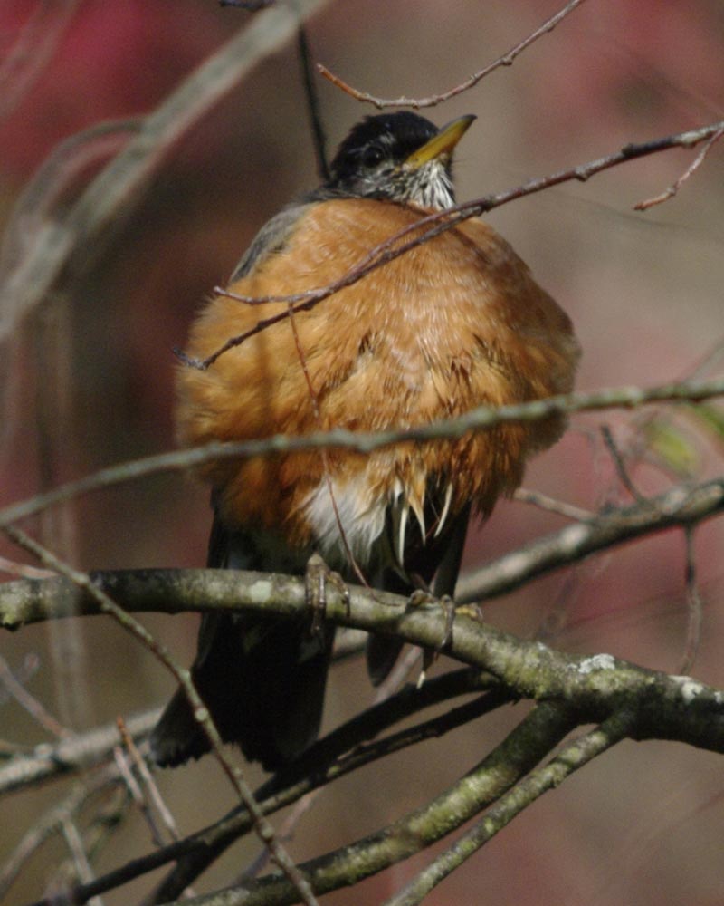 Puffed out American robin