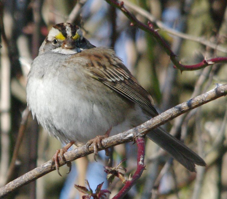 Puffed out white-throated sparrow