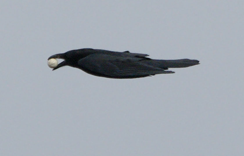 Raven with golf ball, Nov. 2011