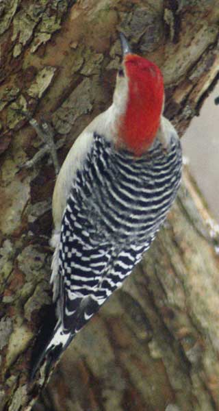 Red-bellied woodpecker, back turned