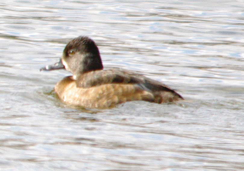 Female ring-necked duck