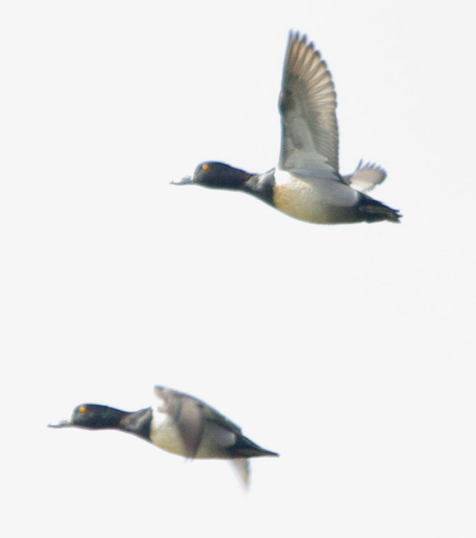 Male ring-neck ducks flying