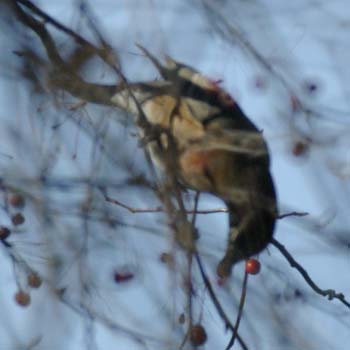 American robin bobbing for berries, 1