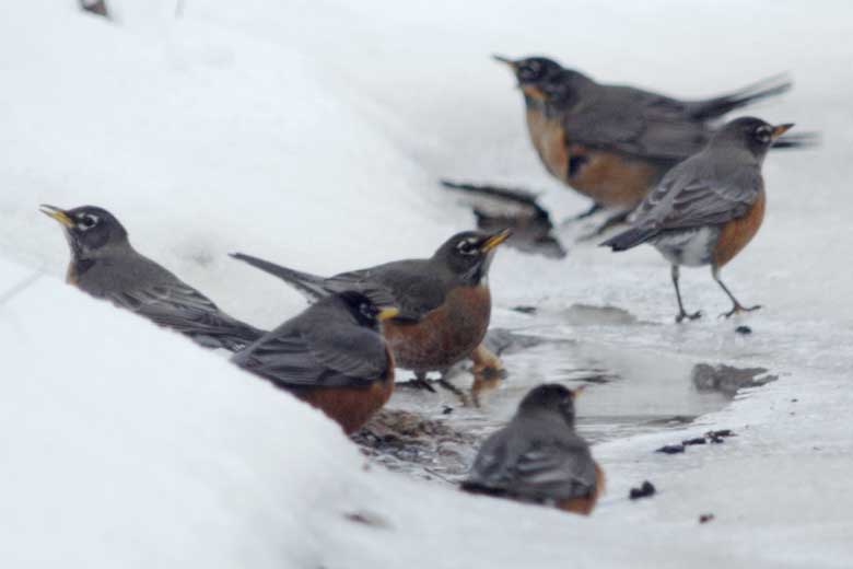 American robins at waterhole