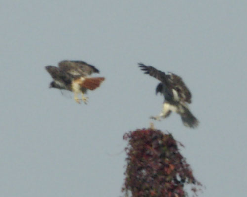 Red-tailed hawks taking off and landing