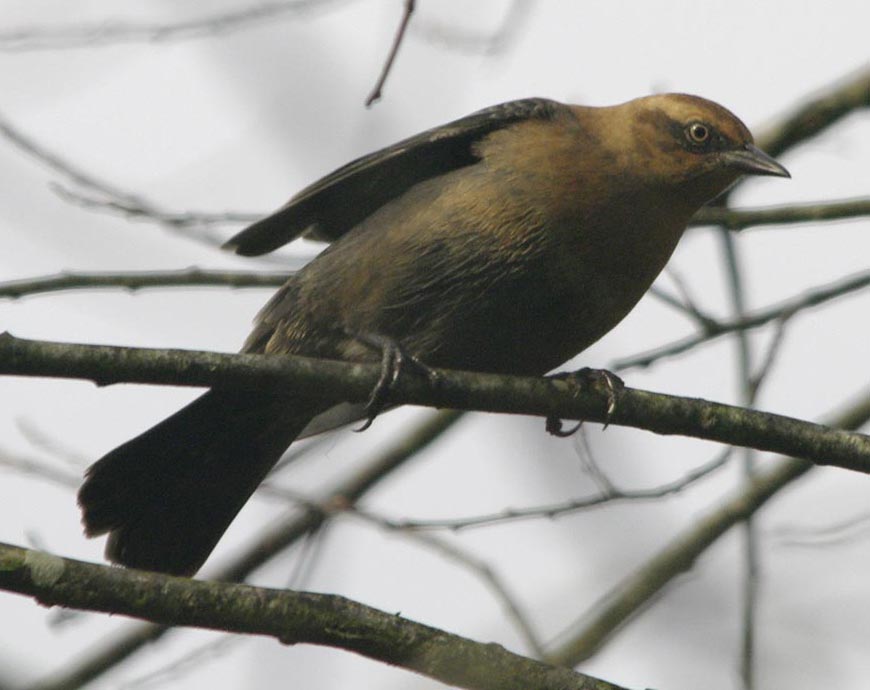 Rusty blackbird