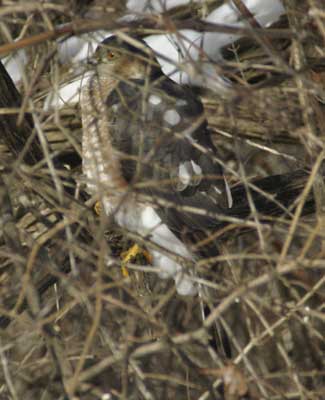 Sharp-shinned hawk in thicket