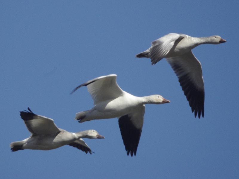 Snow goose family, one adult and two immatures