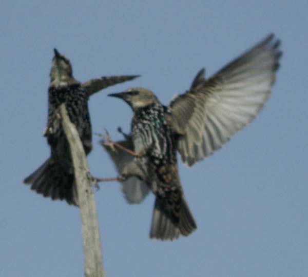 Starling action