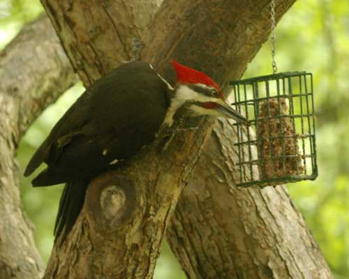 Pileated woodpecker enjoying suet
