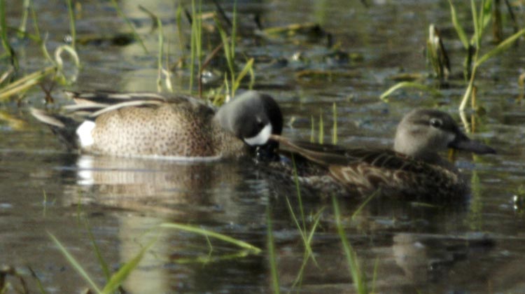 blue-winged teal couple