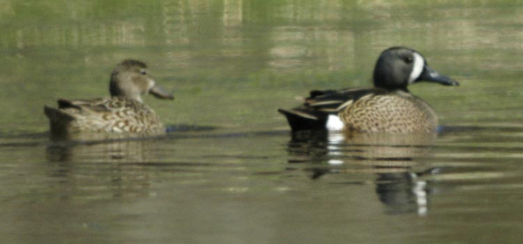 Blue-winged teal couple
