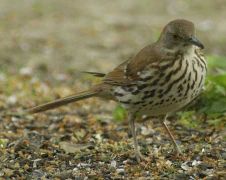 Brown thrasher on the ground