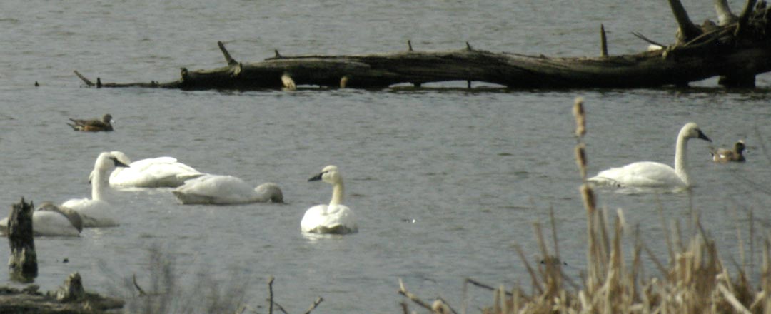 Tundra swans and American wigeons