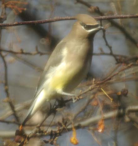 Cedar waxwing ready for more