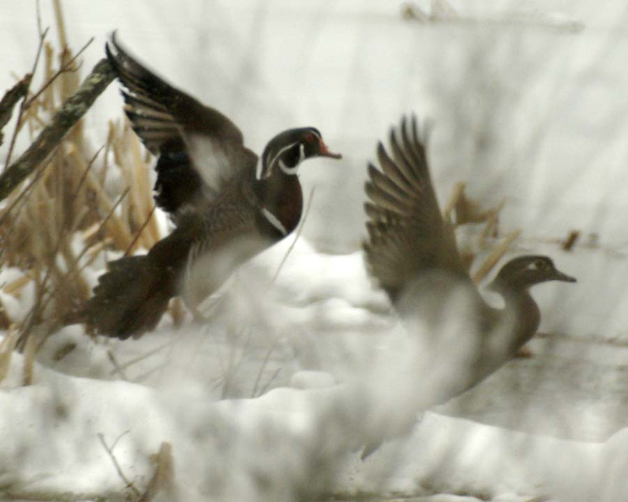 Male and female wood ducks taking off