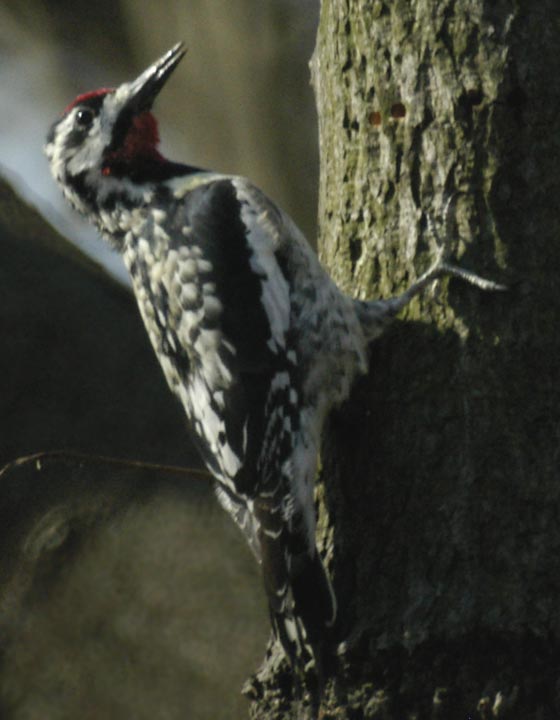 Yellow-bellied sapsucker, with drilling holes