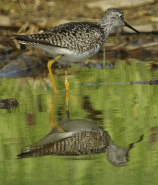 Lesser yellowlegs and reflection