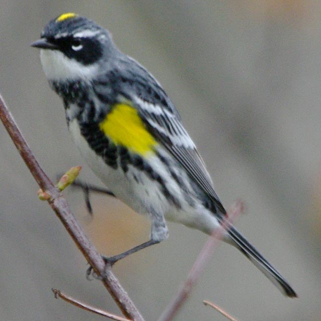 Yellow-rumped warbler, left side