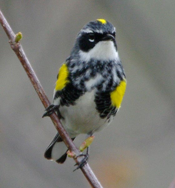 Yellow-rumped warbler, front
