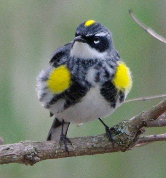 Puffed yellow-rumped warbler