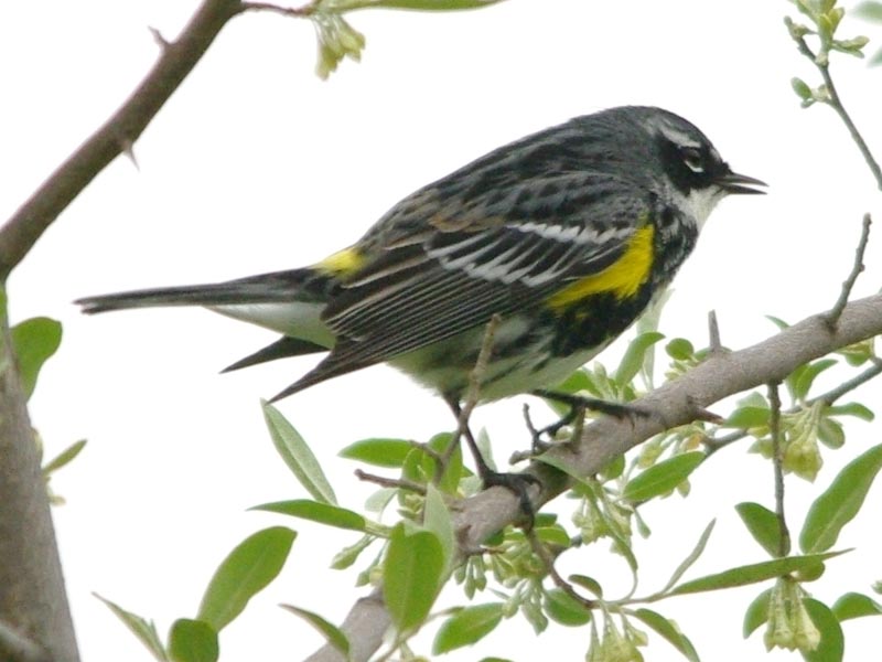 Yellow-rumped warbler singing
