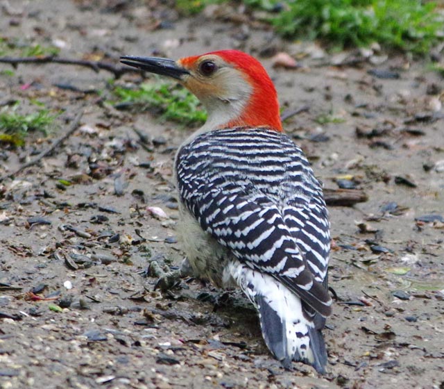 Victorious red-bellied woodpecker