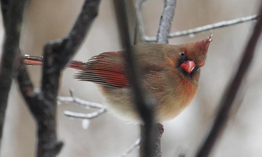 Female cardinal