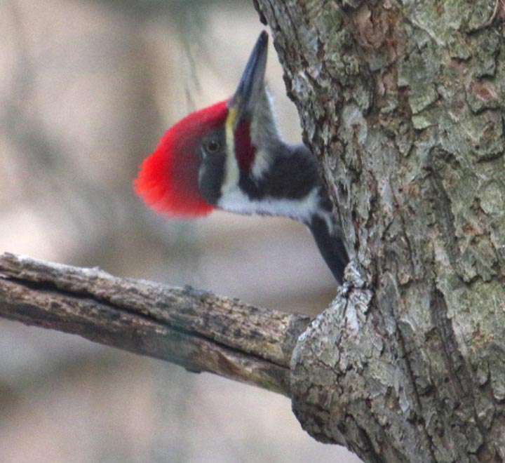 Pileated woodpecker, peek 1