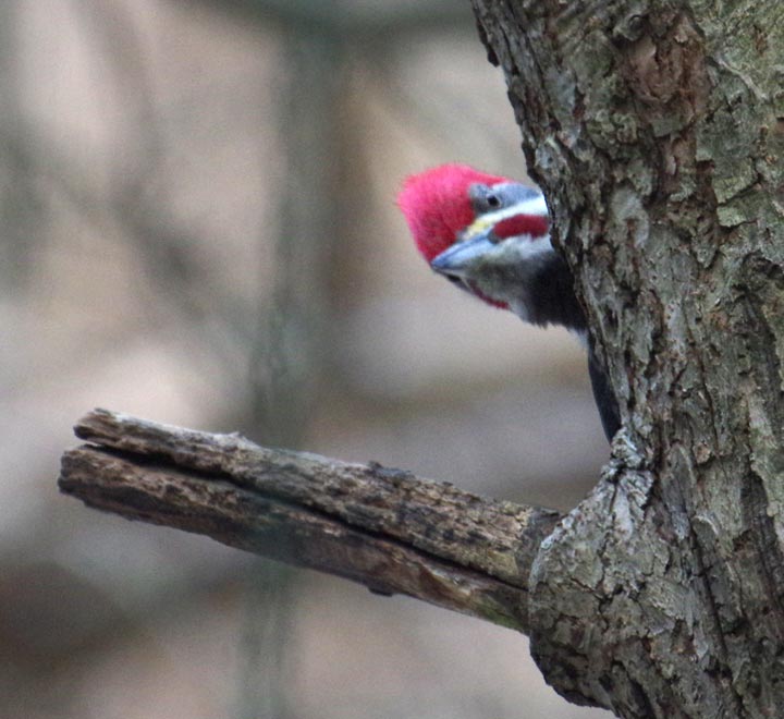 Pileated woodpecker, peek 3