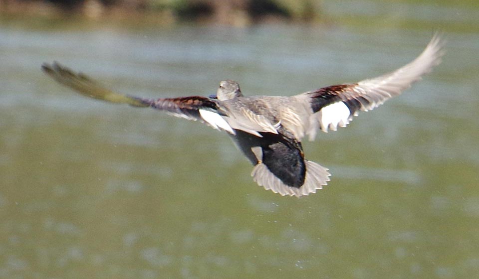 Male gadwall in flight