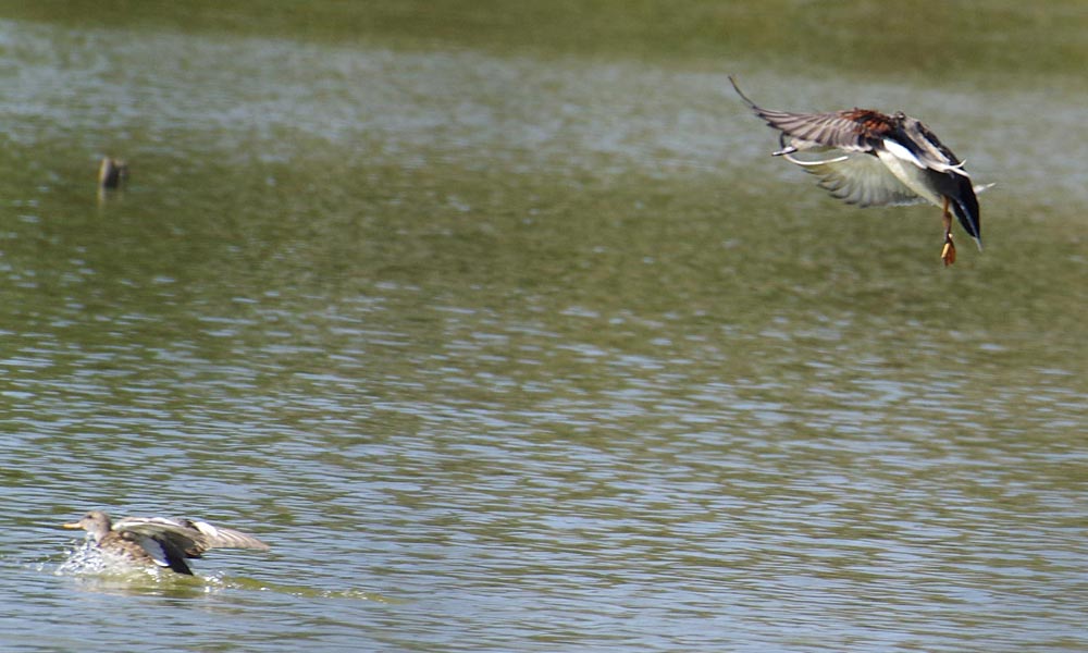 Male gadwall selecting his landing