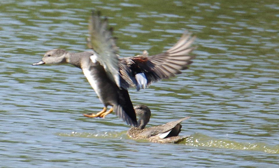 Male gadwall overshoots his mark